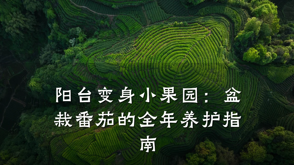 阳台变身小果园：盆栽番茄的全年养护指南
